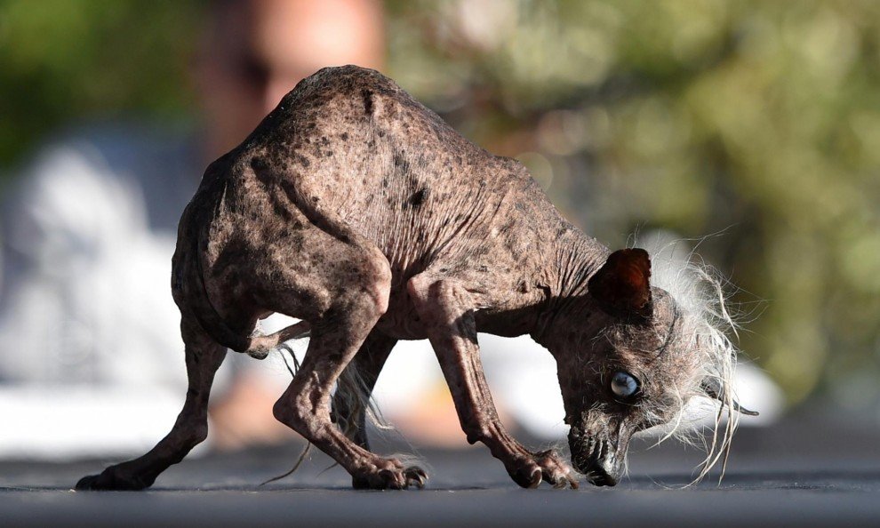 Il cane più spaventoso