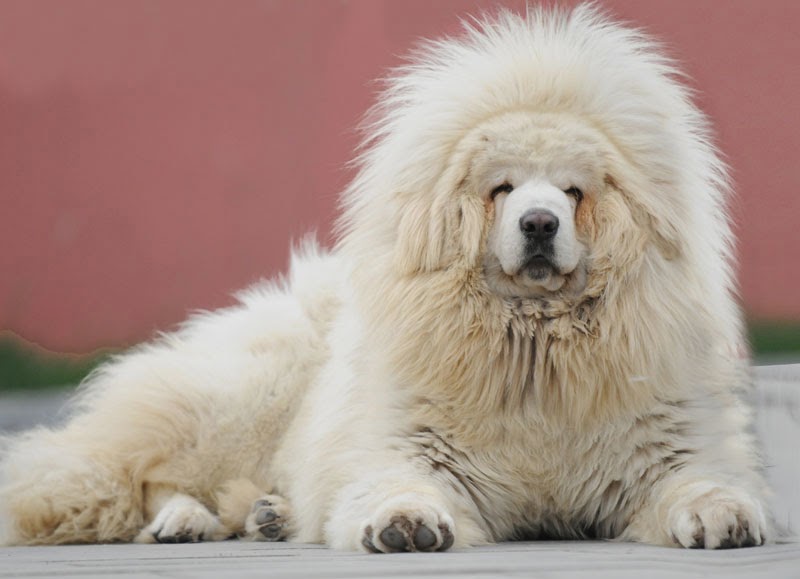 Il cane più costoso