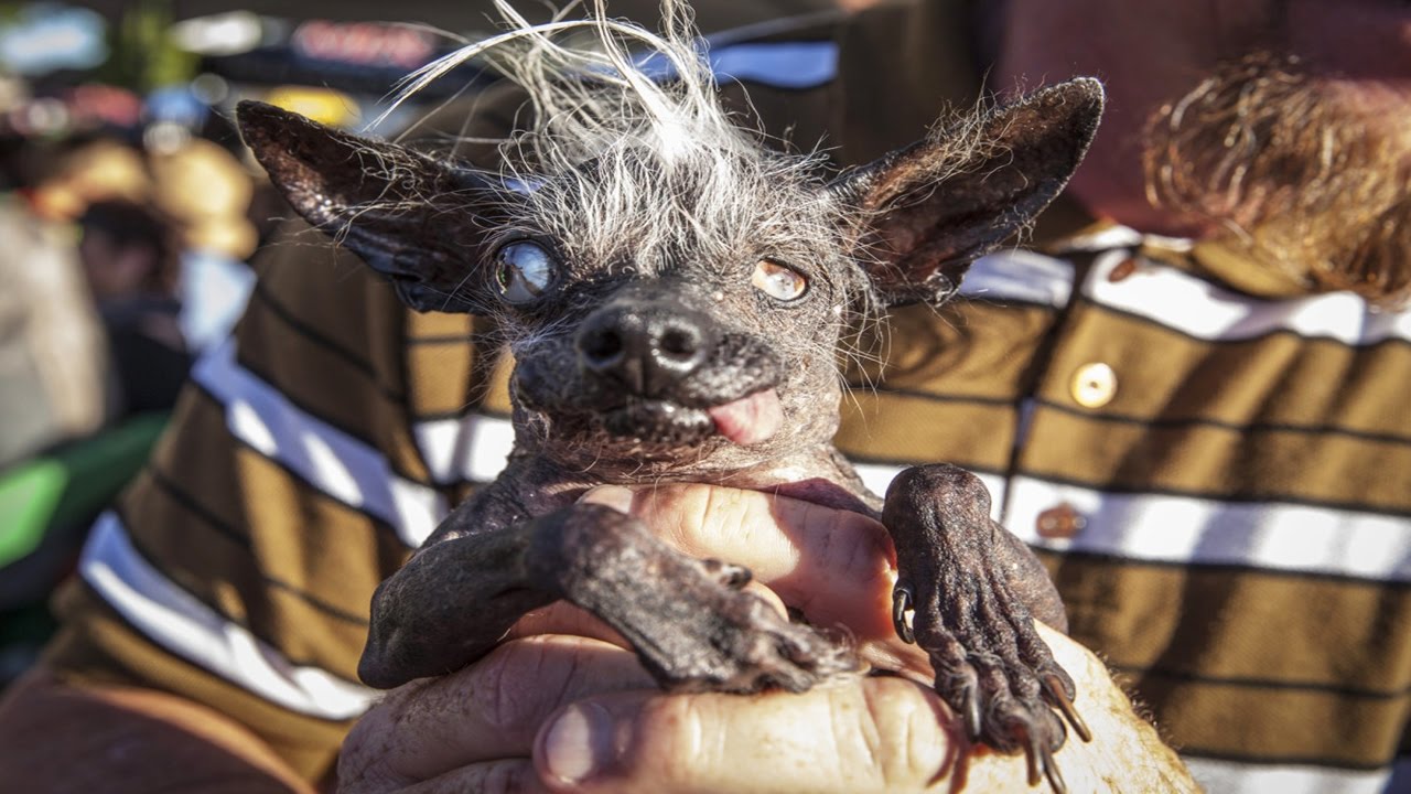 il cane più brutto