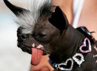 Elwood, un incrocio tra un cane crestato cinese e un chihuahua