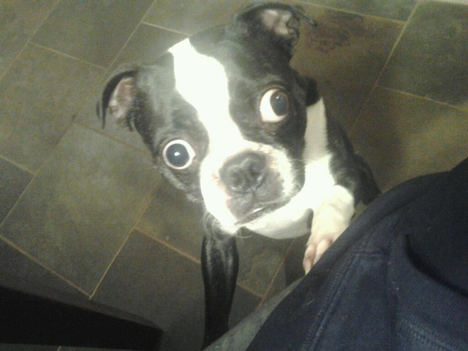 Boston Terrier con grandi occhi