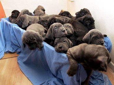 24 cuccioli in una cucciolata