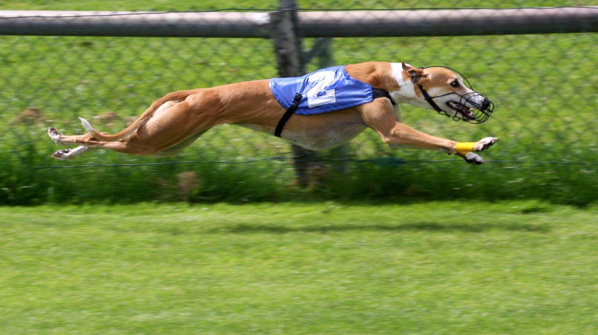Il cane più veloce