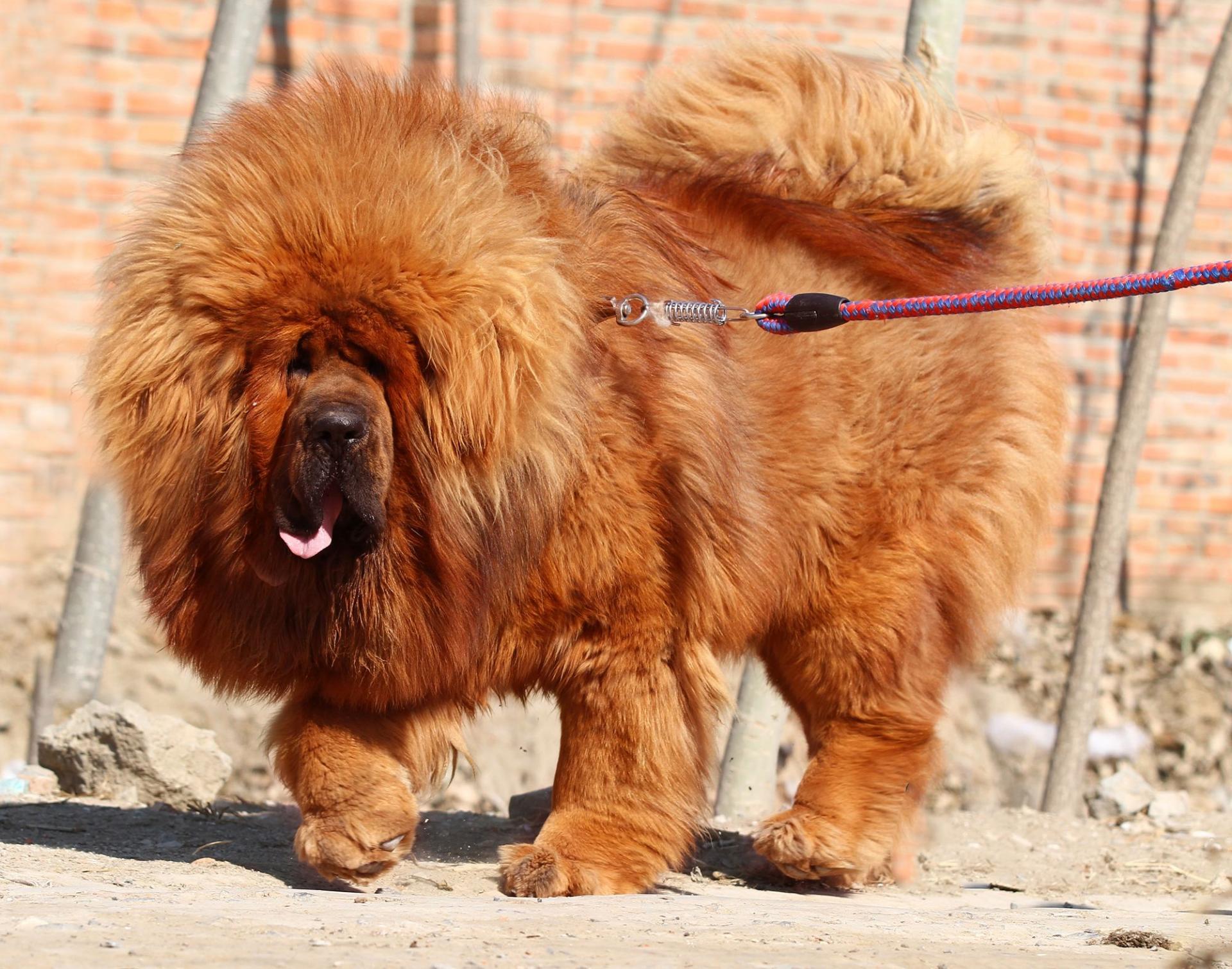 Mastino tibetano rosso