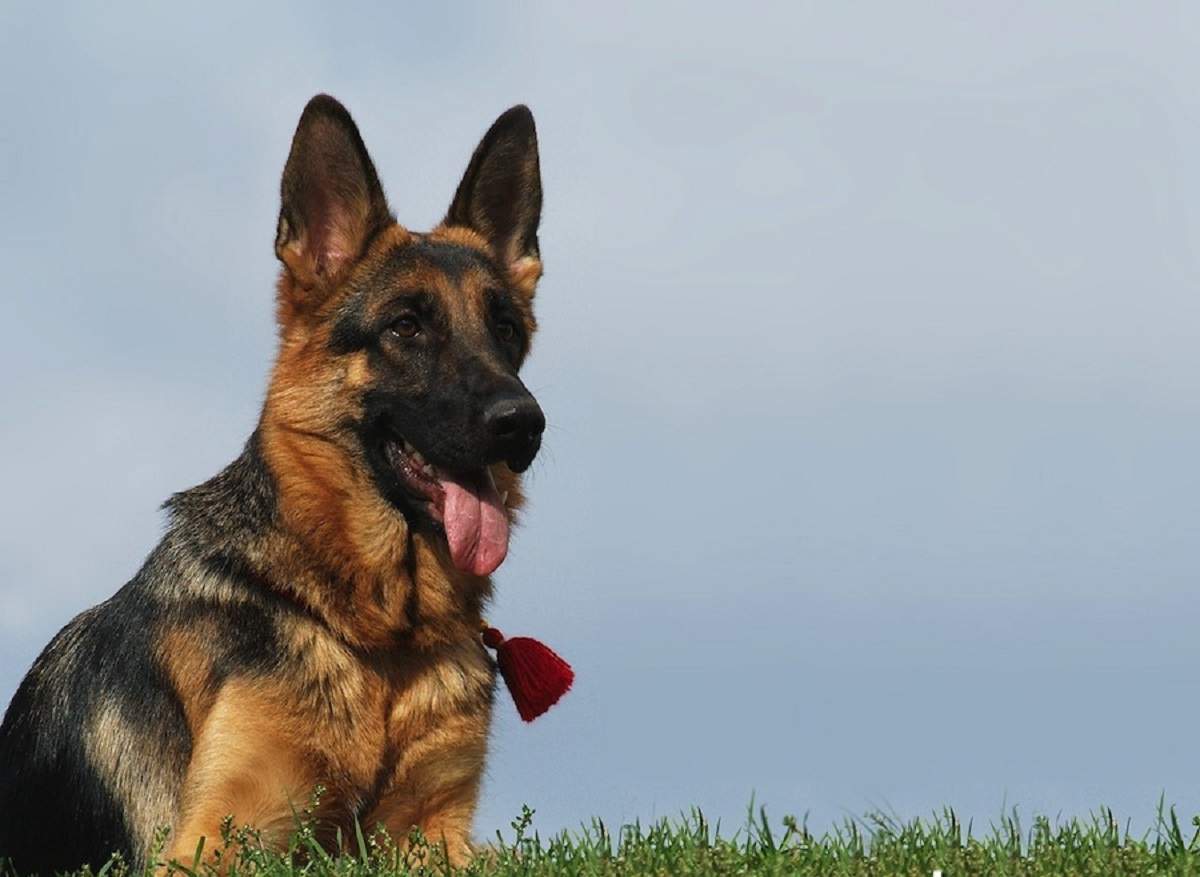 Il cane più ricco