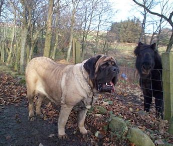 Mastino inglese Aikama Zorba