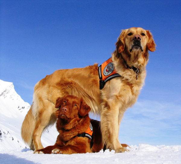Rescue Dogs