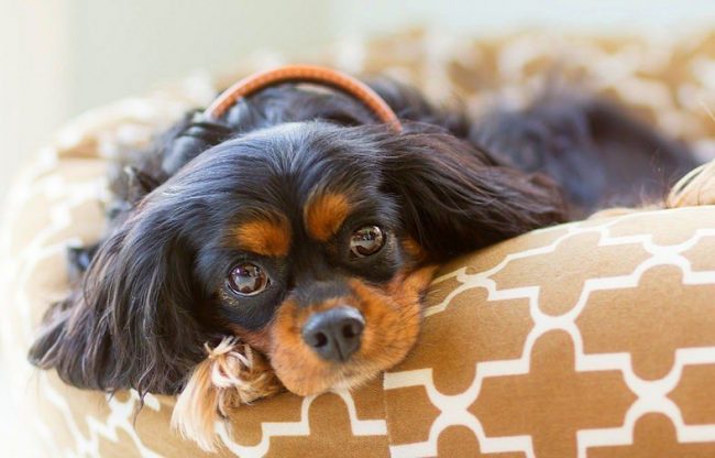 Quando un cane viene morso da una zecca, la cosa principale non è il panico, ma sapere cosa fare in questa situazione Quando un cane viene morso da una zecca, la cosa principale non è il panico, ma sapere cosa fare in questa situazione