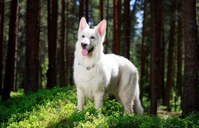 Da aprile ai periodi più freddi, i proprietari devono essere più attenti alla salute dell'animale. Le zecche attendono la loro preda ovunque: tra i cespugli, l'erba e gli alberi. Da aprile ai periodi più freddi, i proprietari devono essere più attenti alla salute dell'animale. Le zecche attendono la loro preda ovunque: tra i cespugli, l'erba e gli alberi.