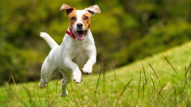 Il pericolo di contrarre una malattia sorge non solo con una puntura di zecca, ma anche quando il cane la ingoia accidentalmente. Il pericolo di contrarre una malattia sorge non solo con una puntura di zecca, ma anche quando il cane la ingoia accidentalmente.