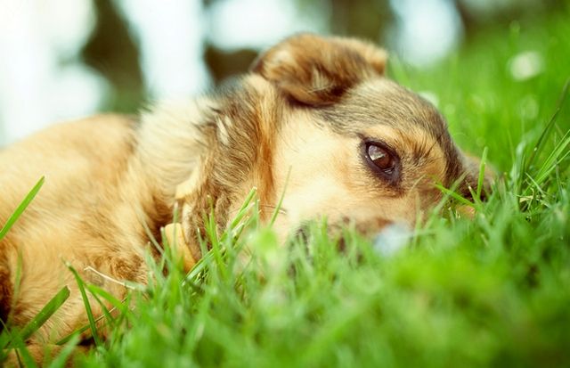 Quando si rileva e si rimuove un ghoul, è necessario monitorare attentamente il comportamento e le condizioni del cane da 3 a 30 giorni Quando si rileva e si rimuove un ghoul, è necessario monitorare attentamente il comportamento e le condizioni del cane da 3 a 30 giorni