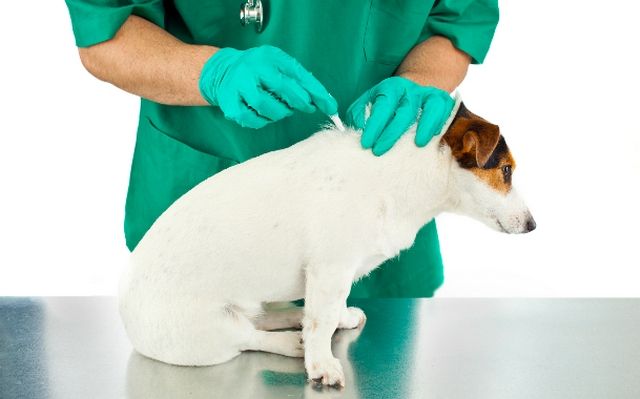 È necessario trattare il sito del morso infiammato con iodio o verde brillante. Per diversi giorni, osservare se il gonfiore e il rossore si diffondono ulteriormente sulla pelle del cane È necessario trattare il sito del morso infiammato con iodio o verde brillante. Per diversi giorni, osservare se il gonfiore e il rossore si diffondono ulteriormente sulla pelle del cane