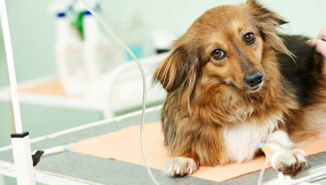 Un morso di zecca non rilevato in tempo può portare a conseguenze disastrose Un morso di zecca non rilevato in tempo può portare a conseguenze disastrose