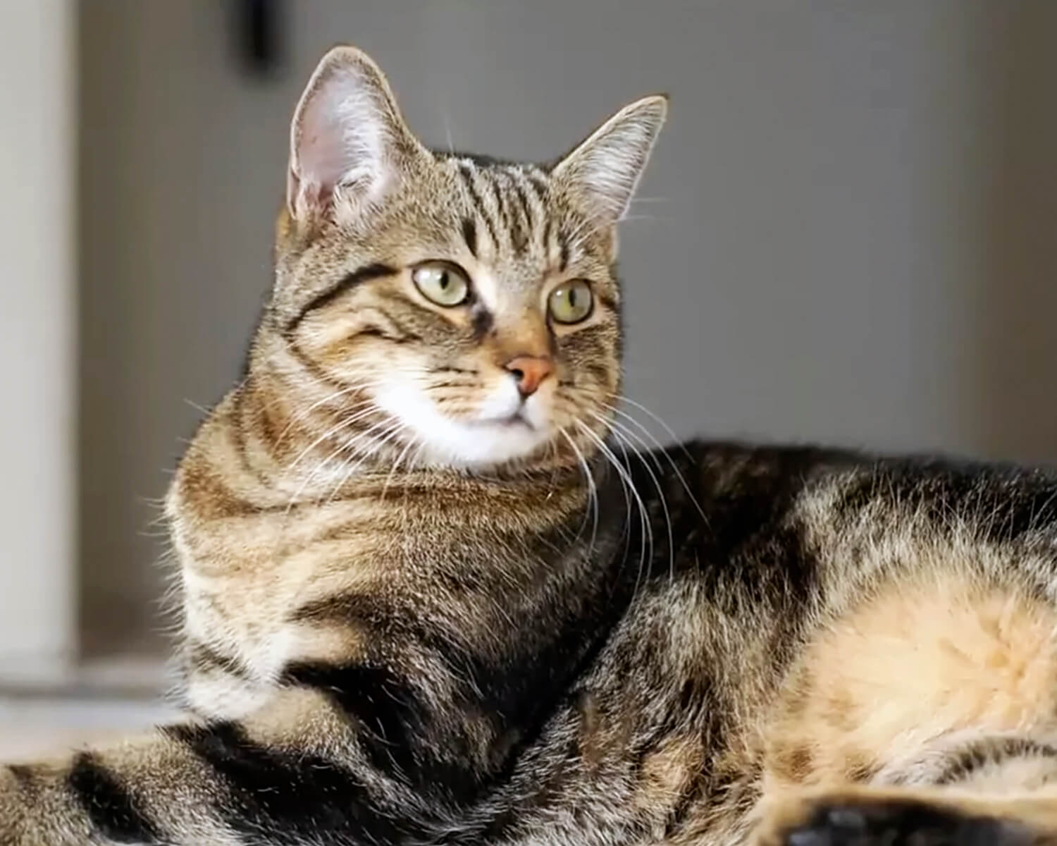 Sokoke (gatto africano, soukok) Sokoke