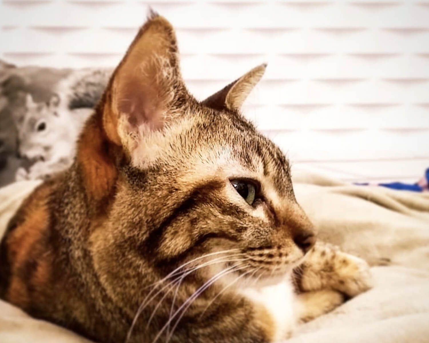 gatto