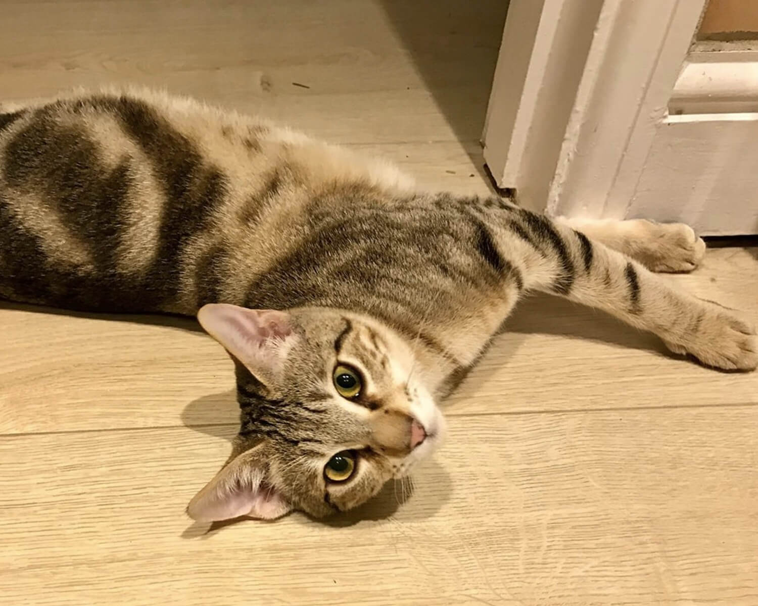 gatto