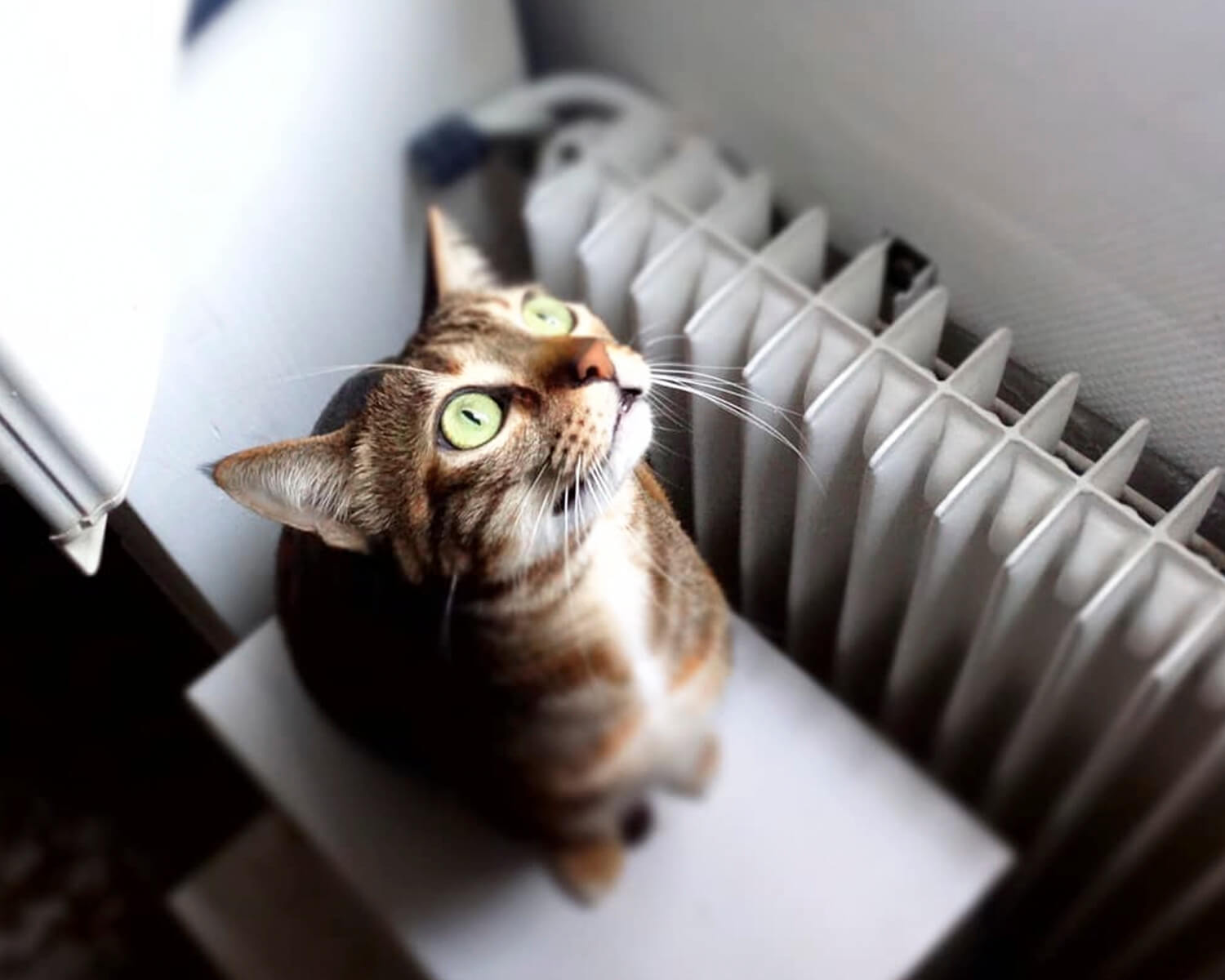 gatto sokoke