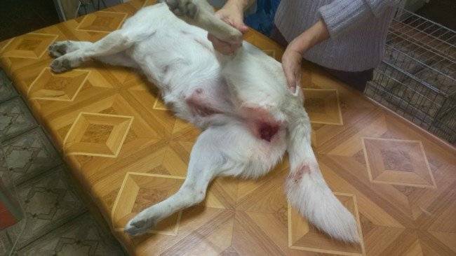 Preparare il cane per l'accoppiamento