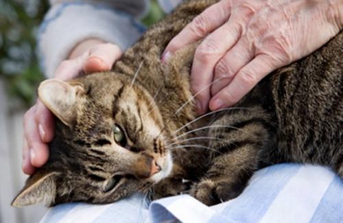 Massaggio terapeutico per gatti