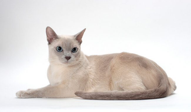 Gatto Tonkin