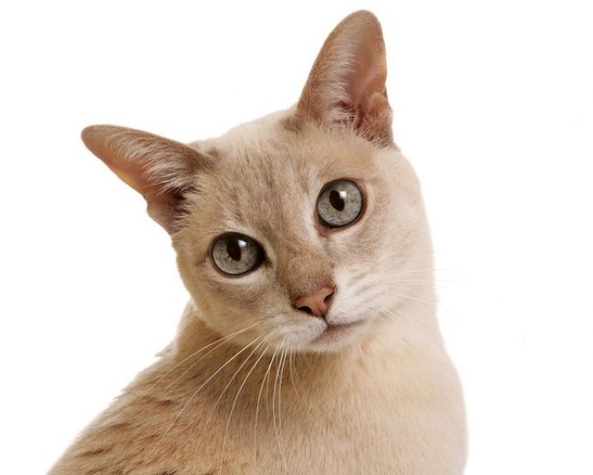 Gatto Tonkin