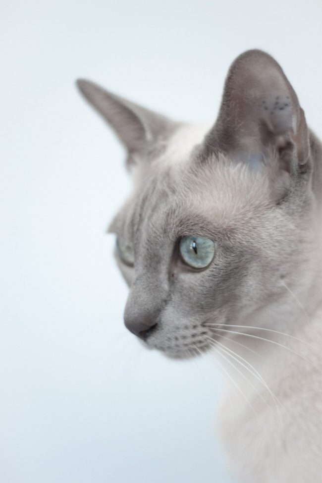 Gatto Tonkin
