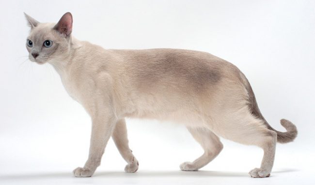 Gatto Tonkin