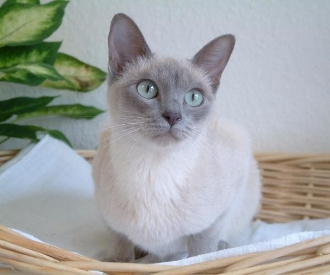 Gatto Tonkin