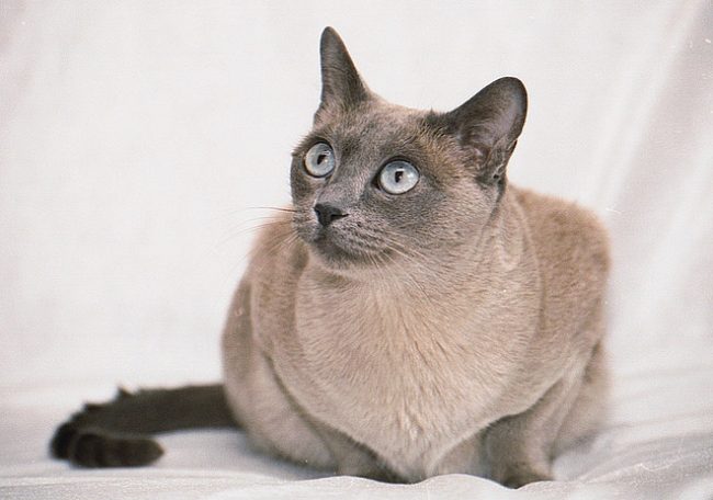 Gatto Tonkin