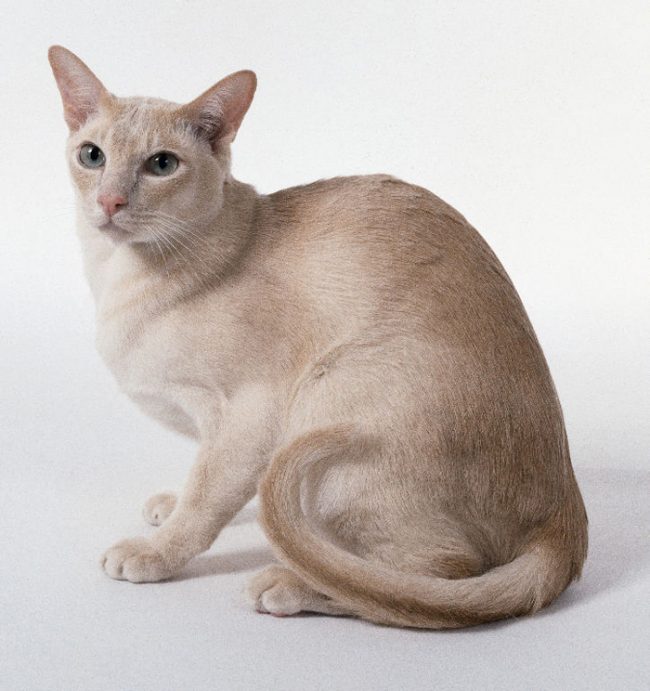 Gatto Tonkin