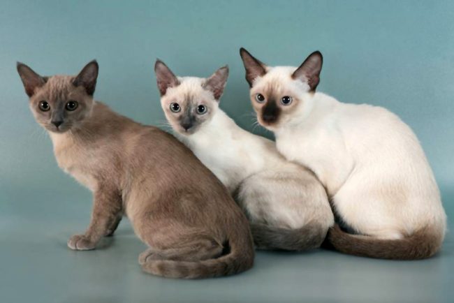 Gatto Tonkin