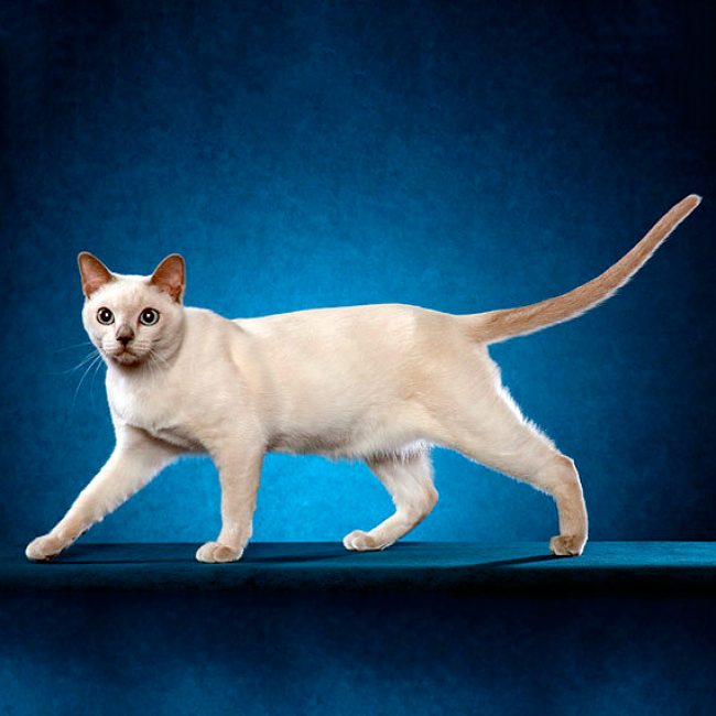 Gatto Tonkin