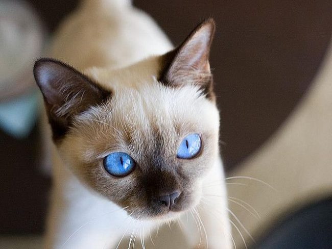 Gatto Tonkin