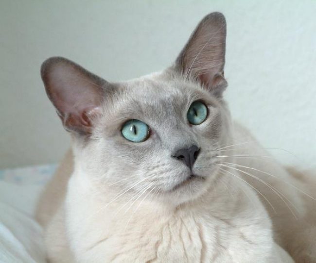 Gatto Tonkin
