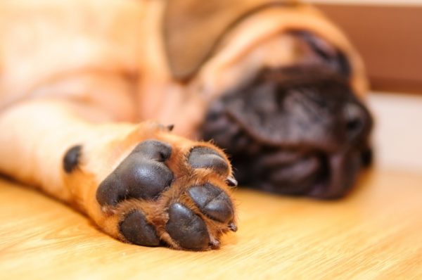 Il cane ha i piedi freddi, cosa fare. Leggi l'articolo