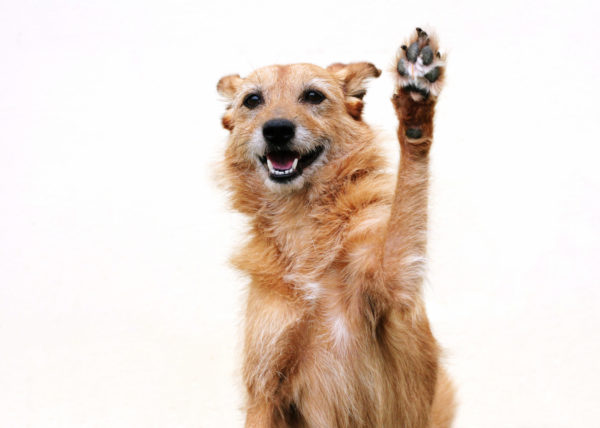 Zampe di un cane