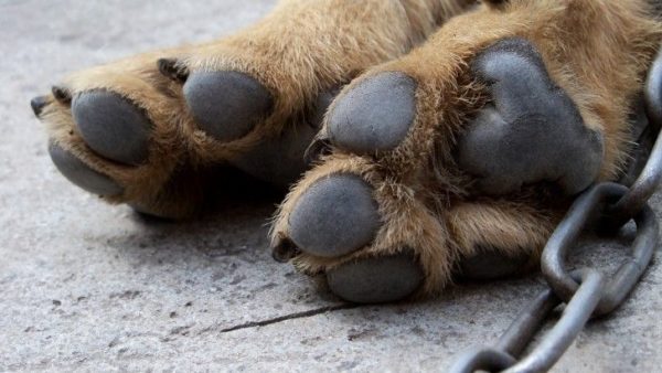 Il cane ha i piedi freddi, cosa fare