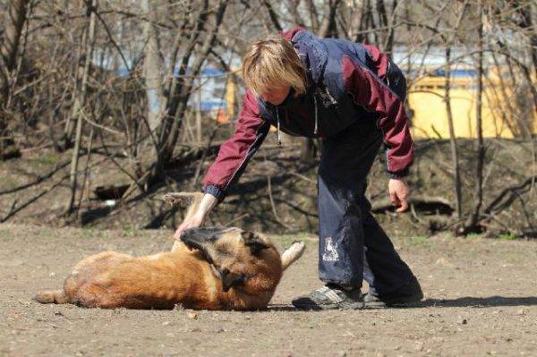 Insegna a un cane a morire squadra leggi l'articolo