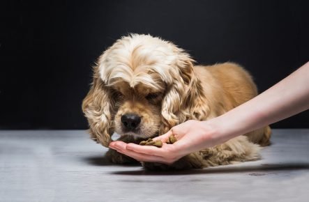 Il cane annusa una sorpresa