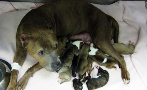 Prendersi cura di un cane e cuccioli dopo il taglio cesareo sezione