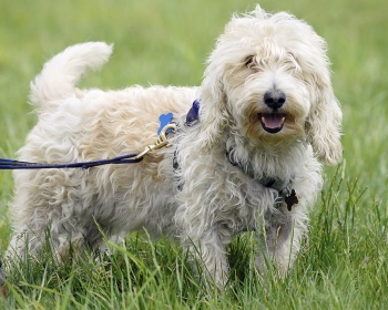 Basset Griffon veneziano Petit Basset Griffon Vendeen, PBGV