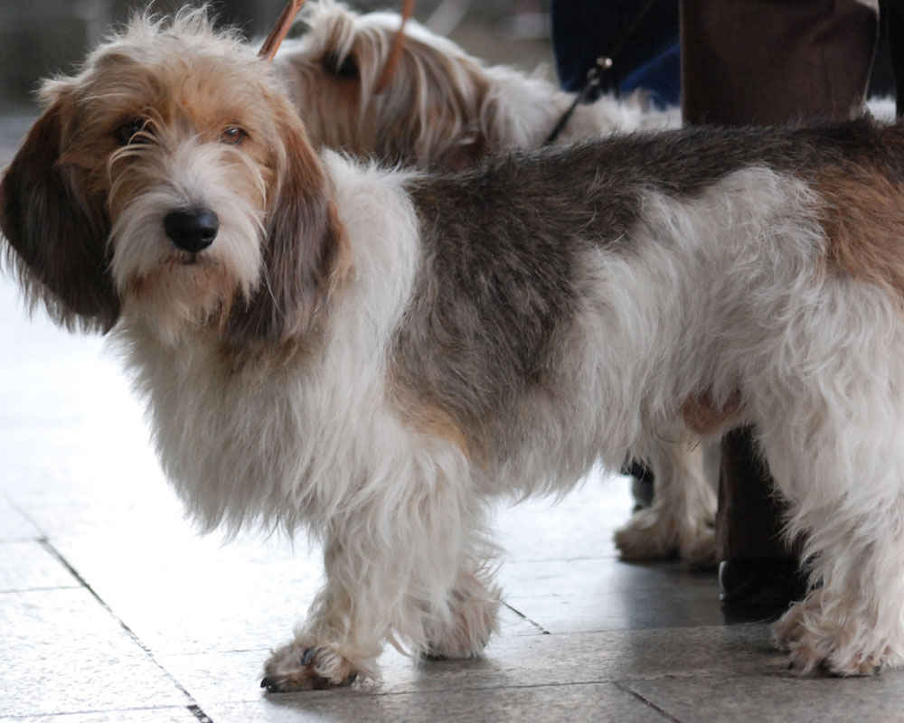 Vendee Basset Griffon - foto
