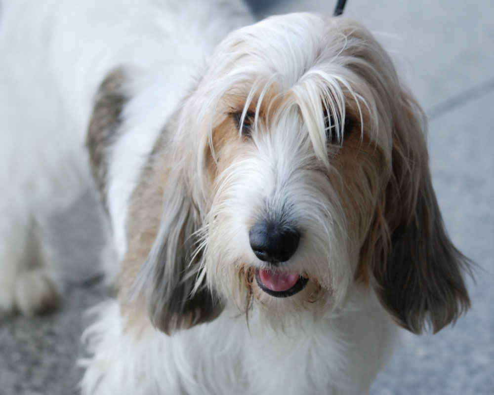 Vendee Basset Griffon - foto
