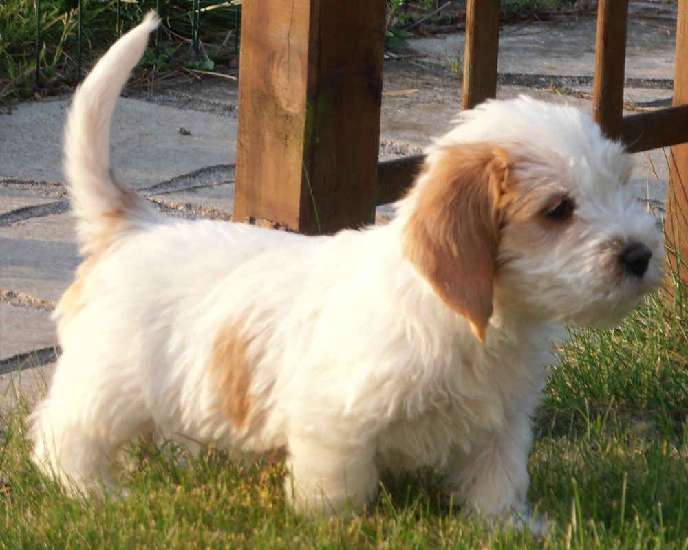 Vendee Basset Griffon - foto