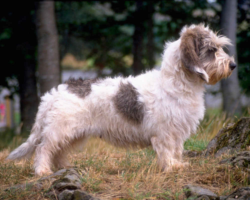 Vendee Basset Griffon - foto