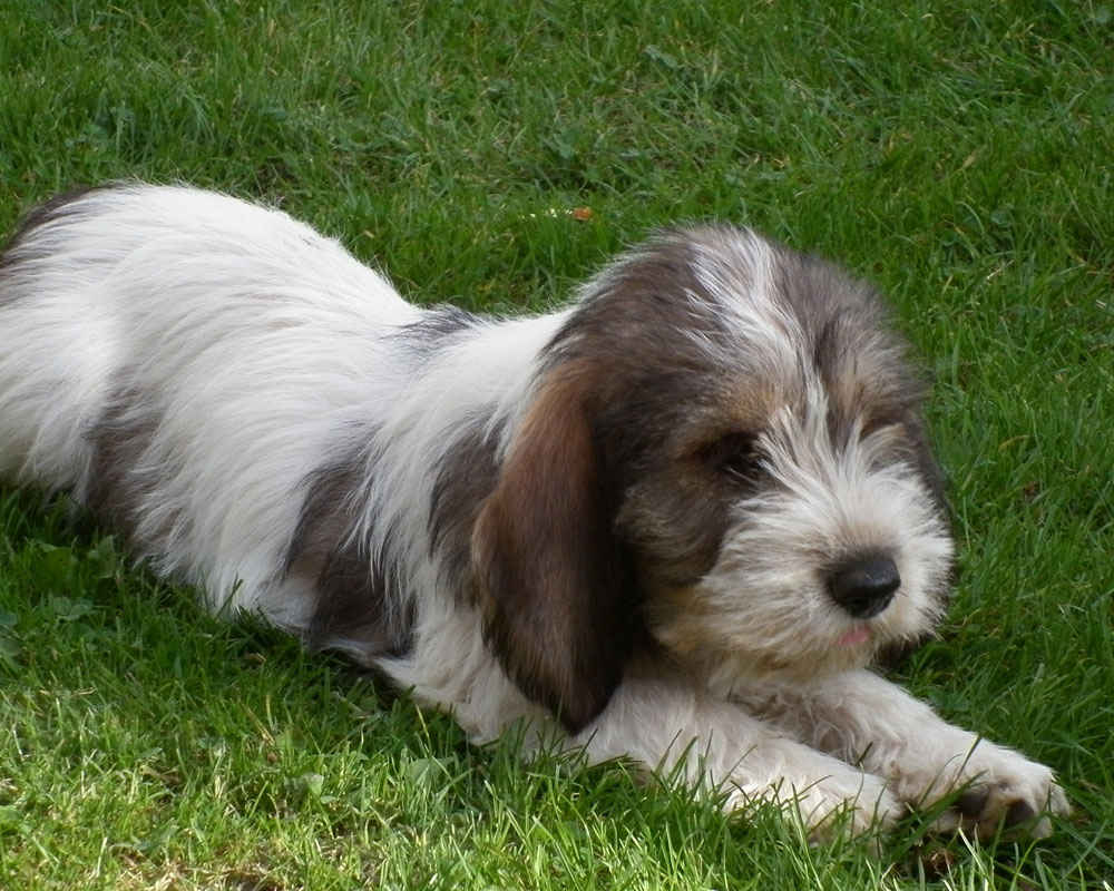 Vendee Basset Griffon - foto