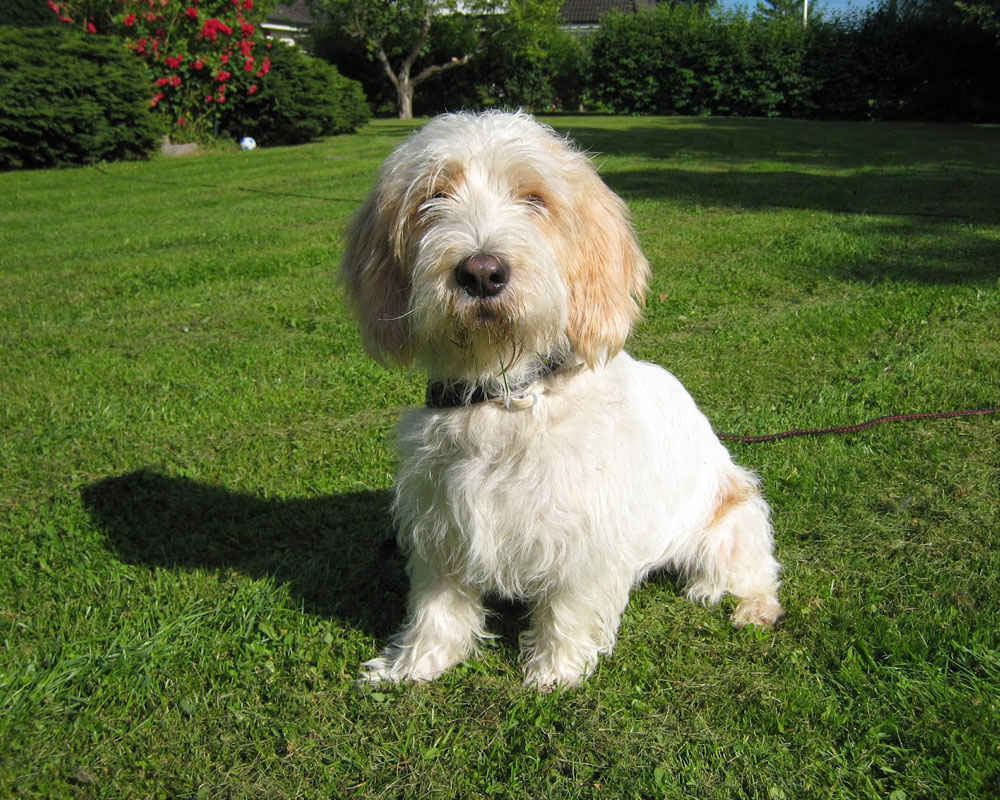 Vendee Basset Griffon - foto