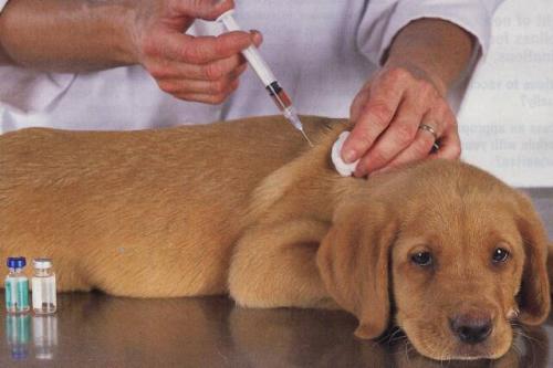 L'importanza di vaccinare il tuo cucciolo e cane