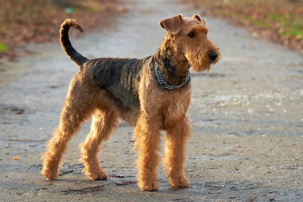 Welsh terrier leggi l'articolo