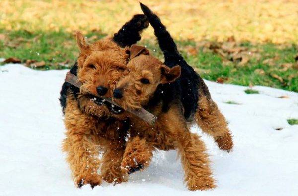 I gallesi terrier giocano